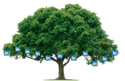 LinkedIn tree